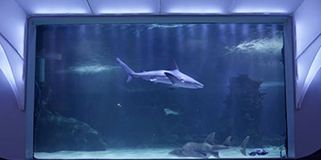 Continuous Water Quality Monitoring at Newport Aquarium Keeps the Sharks Happy